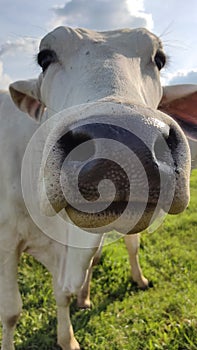 bovine sniffing with snout showing mouth