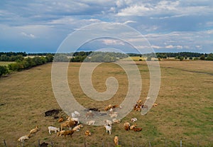 Bovine suffer from the dryness in the fields