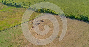 Bovine suffer from the dryness in the fields in Germnay