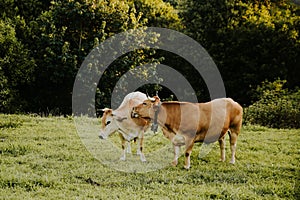 Bovines grazing in a grassy field under the sunlight