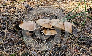 Bovinus mushroom Suillus bovinus in a pine forest