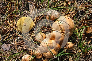 Bovinus mushroom Suillus bovinus in a pine forest