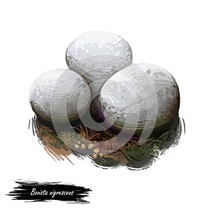 Bovista nigrescens, brown puffball or black bovist mushroom digital art illustration. Ecologic plant, organic vegetable in shape