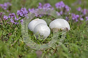 Bovista plumbea, also referred to as the paltry puffball, is a small puffball mushroom commonly found in Western Europe.