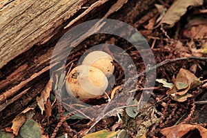 Bovista plumbea growing in the woods