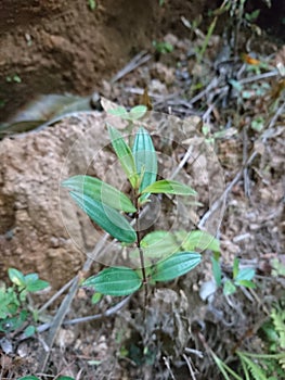 Bovitiya plant without flower