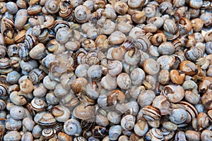 Bovoletti, fresh snails