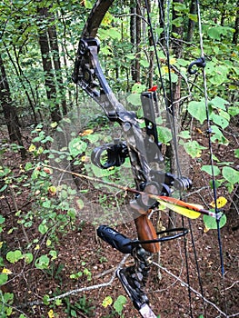 Bow deer hunting. Archery bow and arrow set high in tree, ready to aim and fire.