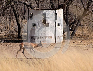 Bow Hunters Hideout with Impala