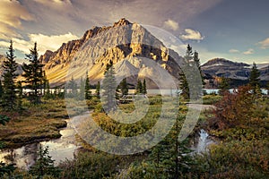 Bow Lake and Pine Trees in the Canadian Rockies