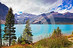 Bow Lake in Rocky Mountains of Canada