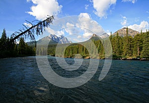 Bow River at Lake Louise Campground