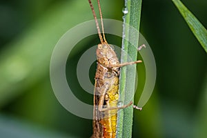 Bow-winged grasshopper Chorthippus biguttulus