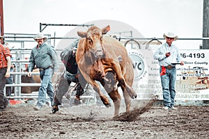 Bowden, Canada, 26 july 2019 / Cow or bull riding during western style town rodeo; dangerous sport and animal cruelty concepts