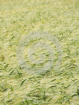 Bowed wheat field texture.