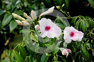 Bower of beauty, Bower vine, Pandorea jasminoides