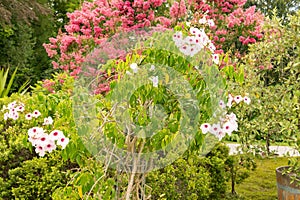 Bower of beauty or Pandorea Jasminoides plant in Zurich in Switzerland photo