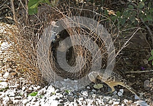 Bower bird