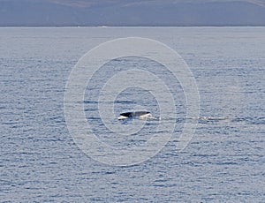 Bowhead whale flukes in the arctic photo