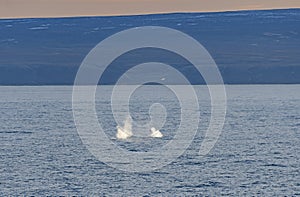 Bowhead Whale Spouts in the Arctic photo