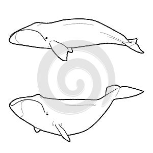 Bowhead Whale Vector Illustration Hand Drawn Animal Cartoon Art photo