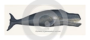 Bowhead whale vintage illustration wall art print and poster design remix from original artwork photo