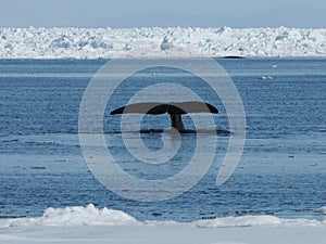 Bowhead whales, Balaena mysticetus, swimming in the Arctic of Canada