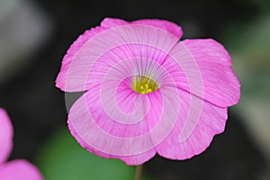 `Bowie`s Wood Sorrel` flower - Oxalis Bowiei