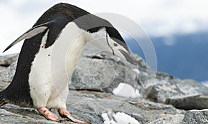 Bowing Chinstrap Penguin