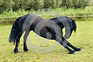 Bowing friesian horse