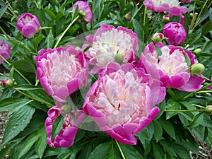 Bowl of beauty peony flowers, fully blooming.