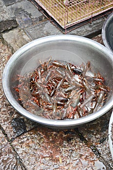 Bowl of bugs in China