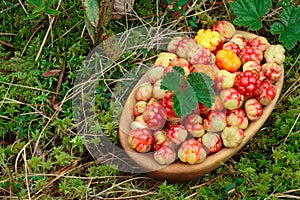 Bowl of cloudberries in the moss