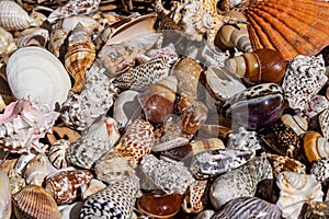 A bowl of colorful sea shells and snail shells