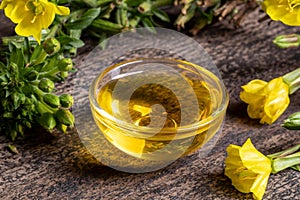 A bowl of evening primrose oil with fresh evening primrose plant