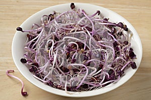 Bowl with fresh raw Sango red radish sprouts close up