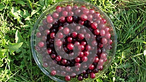 Bowl of fresh red cherries rotating on the grass background in the garden