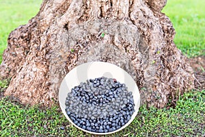 Bowl of freshly picked organic black olives, Spain photo