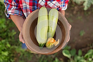 Bowl with freshly picked zucchini in boyâ€™s hands
