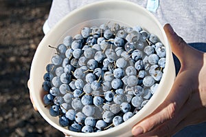 A bowl of frsh harvested sloes photo