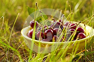 A bowl full of fresh cherries