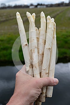 Bowl of homemade cream soup from white asparagus with eggs, spring season, new harvest of Dutch, German white asparagus, cooking