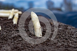 Bowl of homemade cream soup from white asparagus, spring season, new harvest of Dutch, German white asparagus, cooking with