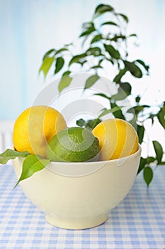 Bowl with lemons on the table and green plants on background