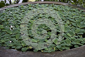 Bowl of lilies with green leaves