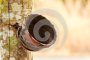 Bowl of milk rubber tree