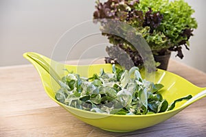 Bowl of mixed salad