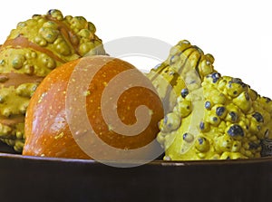 A Bowl of Orange and Yellow Ornamental Gourds