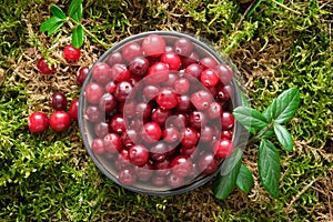 Bowl of red cranberries on green forest moss outdoors. Top view