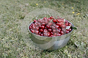 Bowl with ripe juicy red cherries in the garden in summer
